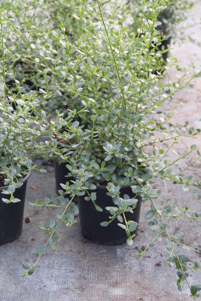  Amerikaanse Sering (Ceanothus Impressus 'Victoria')