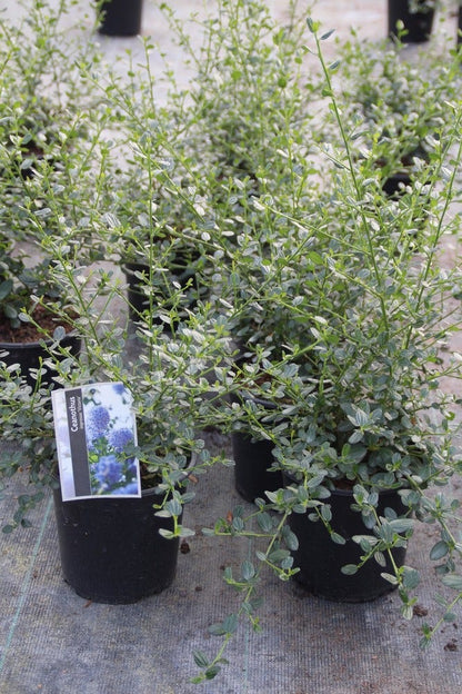  Amerikaanse Sering (Ceanothus Impressus 'Victoria')