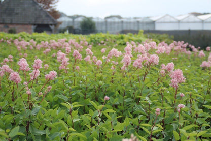  Amerikaanse Sering (Ceanothus 'Marie Simon')