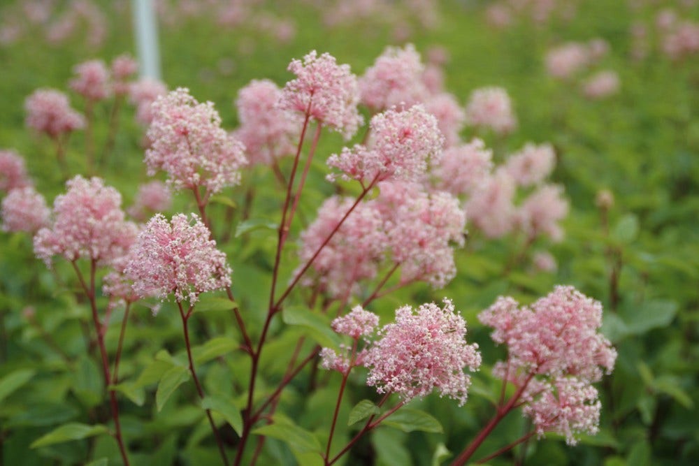  Amerikaanse Sering (Ceanothus 'Marie Simon')