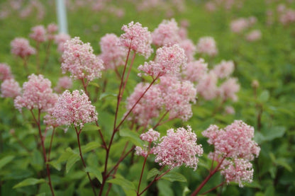  Amerikaanse Sering (Ceanothus 'Marie Simon')