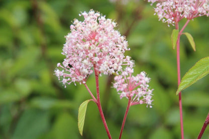  Amerikaanse Sering (Ceanothus 'Marie Simon')