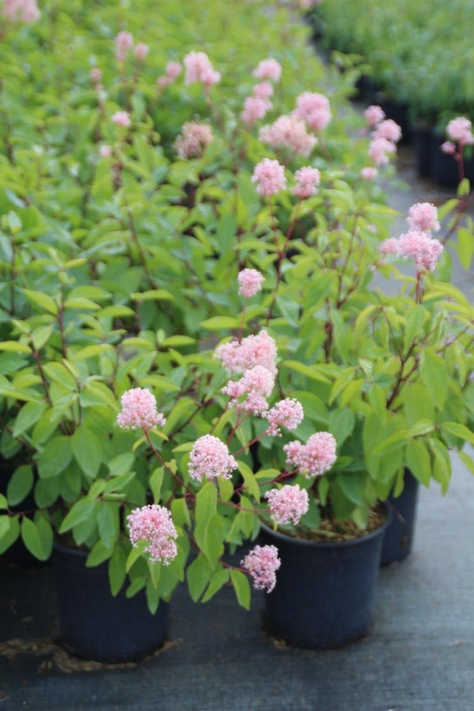  Amerikaanse Sering (Ceanothus 'Marie Simon')