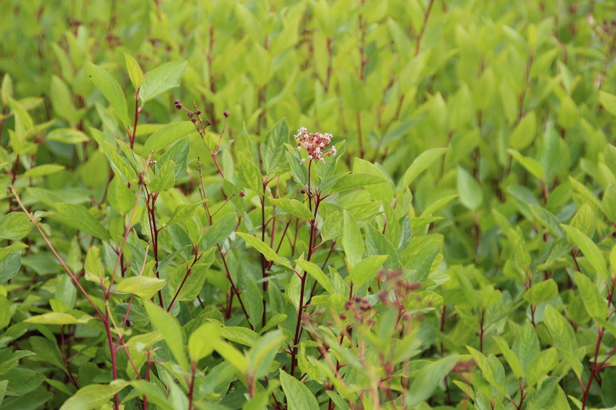  Amerikaanse Sering (Ceanothus 'Marie Simon')