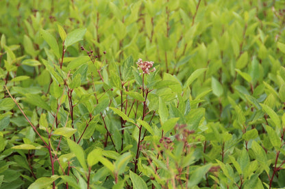  Amerikaanse Sering (Ceanothus 'Marie Simon')