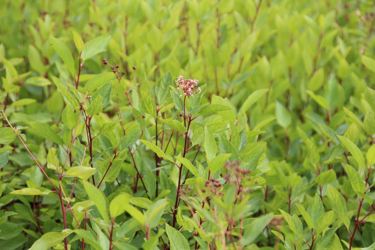  Amerikaanse Sering (Ceanothus 'Marie Simon')