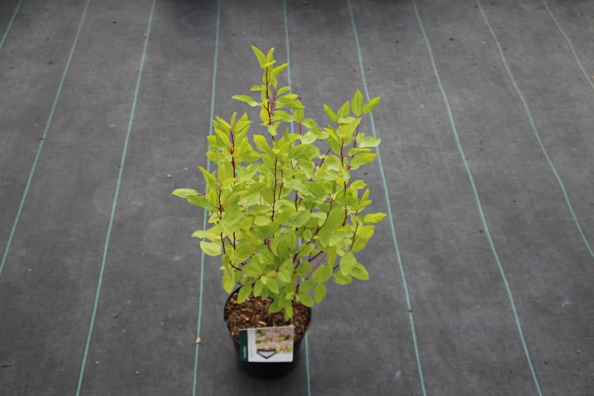  Amerikaanse Sering (Ceanothus 'Marie Simon')
