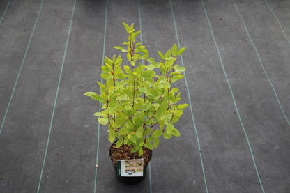  Amerikaanse Sering (Ceanothus 'Marie Simon')