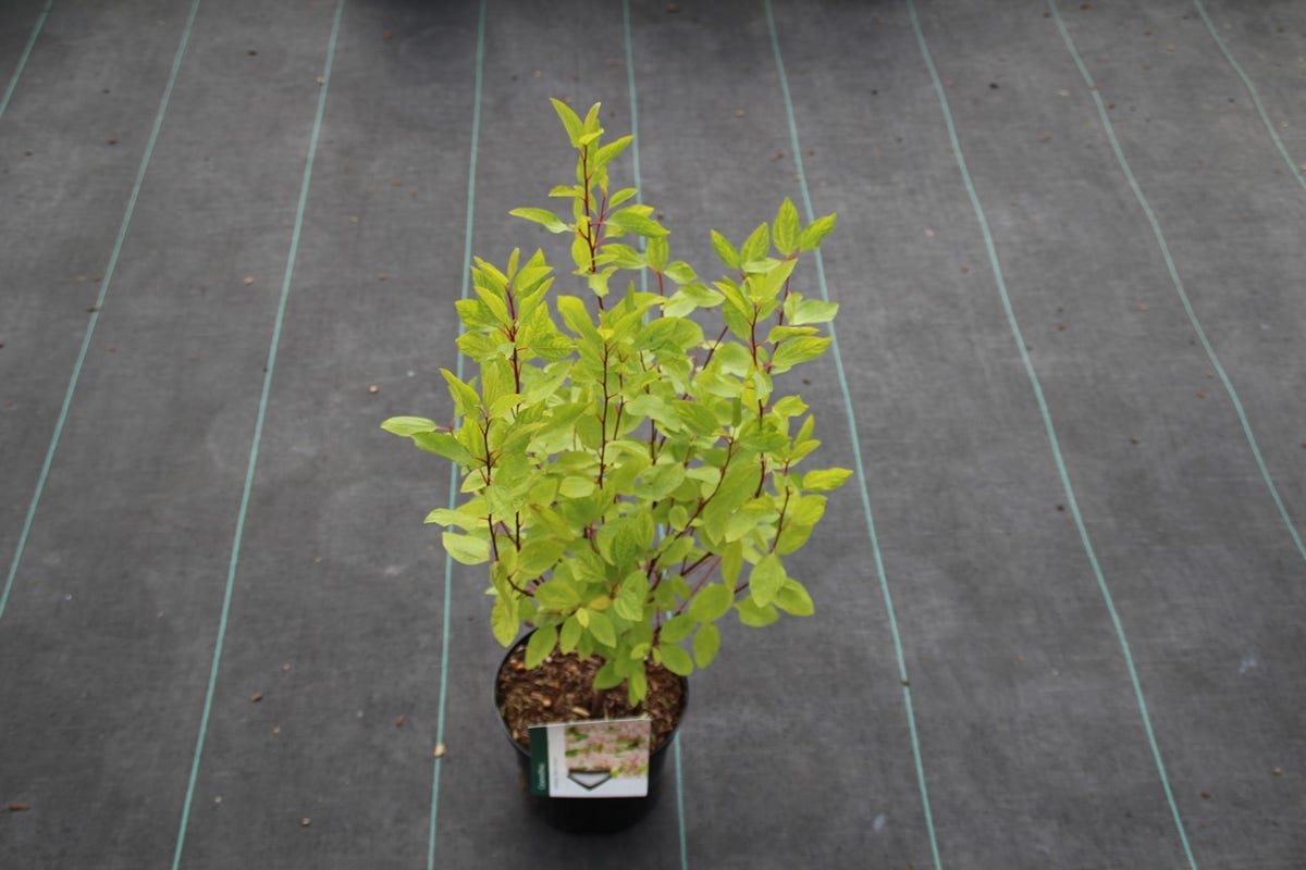  Amerikaanse Sering (Ceanothus 'Marie Simon')