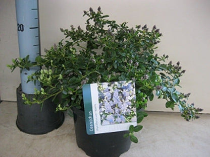  Amerikaanse Sering (Ceanothus Thyrsiflorus 'Repens')