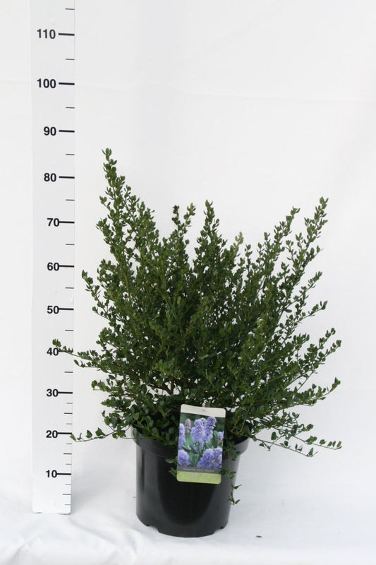  Amerikaanse Sering (Ceanothus Thyrsiflorus 'Skylark')