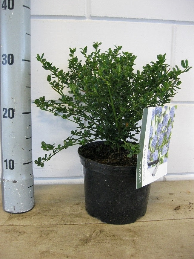  Amerikaanse Sering (Ceanothus Impressus 'Victoria')