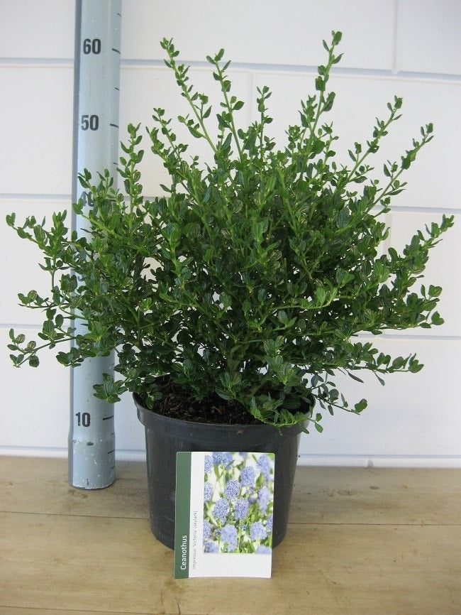  Amerikaanse Sering (Ceanothus Impressus 'Victoria')