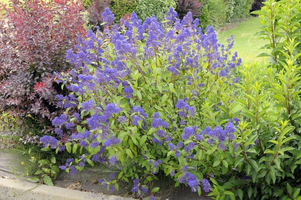  Amerikaanse Sering (Ceanothus 'Henri Desfosse')