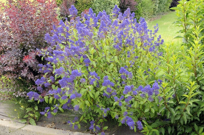  Amerikaanse Sering (Ceanothus 'Henri Desfosse')