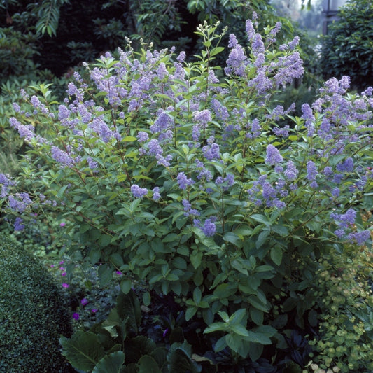  Amerikaanse Sering (Ceanothus 'Gloire De Versailles')