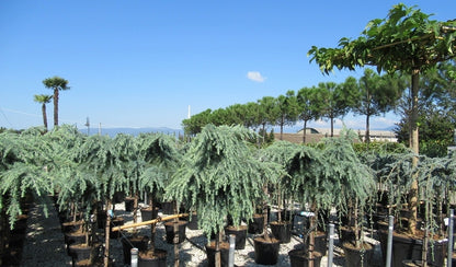  Treurceder Op Stam (Cedrus Libani 'Glauca Pendula')
