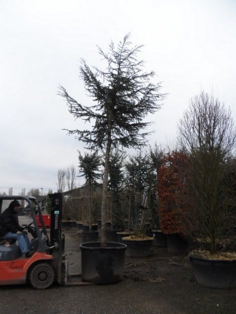 Himalayaceder (Cedrus Deodara)