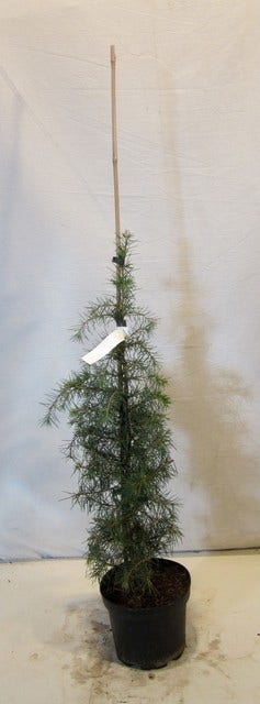  Himalayaceder (Cedrus Deodara)