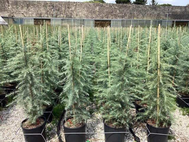  Himalayaceder (Cedrus Deodara)
