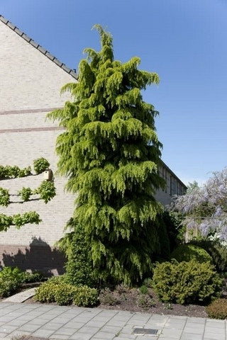  Himalayaceder (Cedrus Deodara)