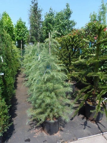  Himalayaceder (Cedrus Deodara)