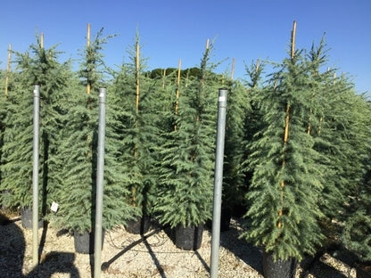  Himalayaceder (Cedrus Deodara)