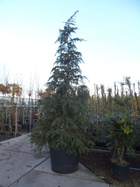  Himalayaceder (Cedrus Deodara)