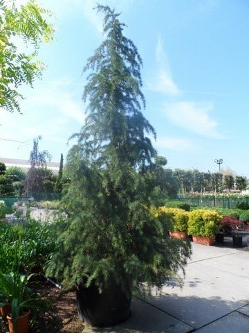  Himalayaceder (Cedrus Deodara)