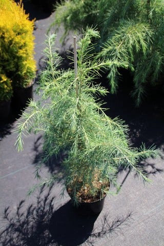  Himalayaceder (Cedrus Deodara)