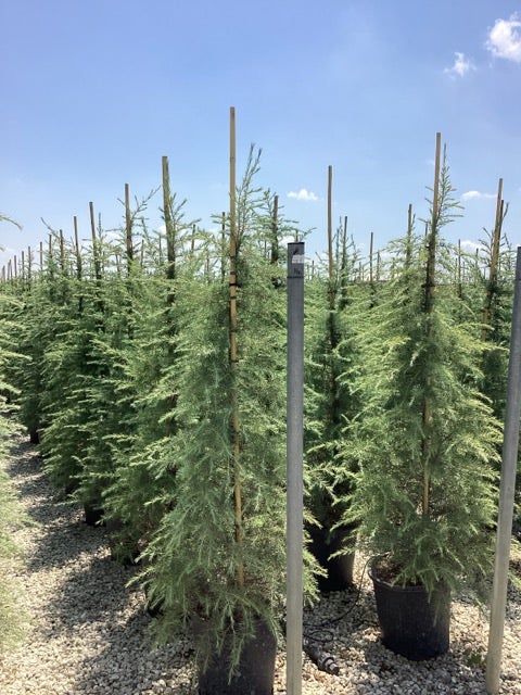  Himalayaceder (Cedrus Deodara)