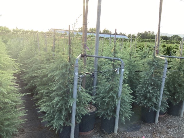  Himalayaceder (Cedrus Deodara)