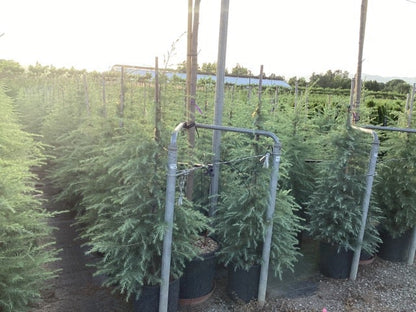  Himalayaceder (Cedrus Deodara)
