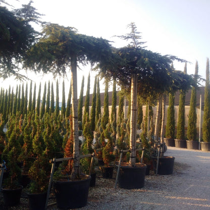  Ceder Als Dakboom (Cedrus Deodara 'Pendula')