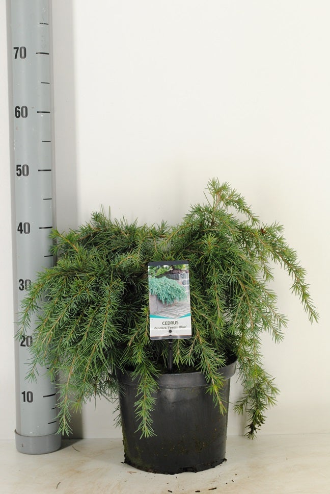  Ceder (Cedrus Deodara 'Feelin Blue')