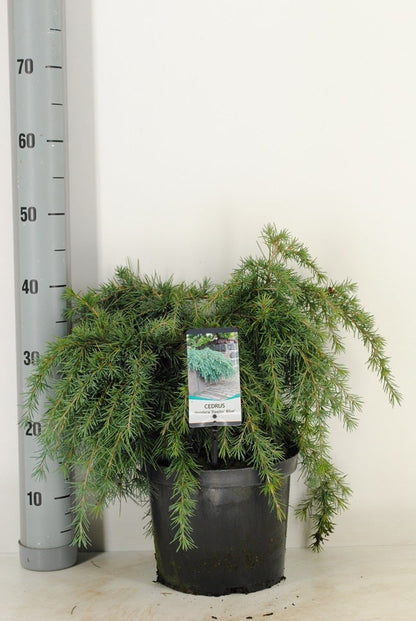  Ceder (Cedrus Deodara 'Feelin Blue')