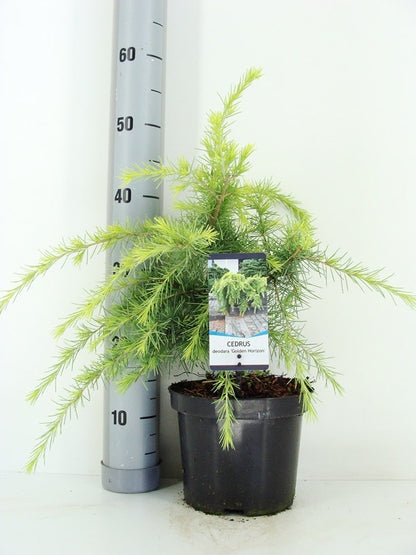  Ceder (Cedrus Deodara 'Golden Horizon')