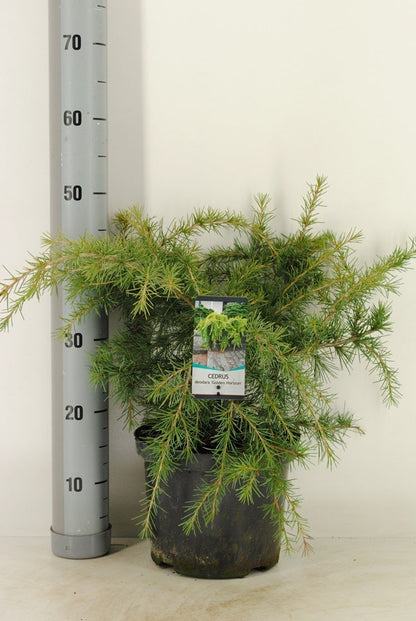  Ceder (Cedrus Deodara 'Golden Horizon')