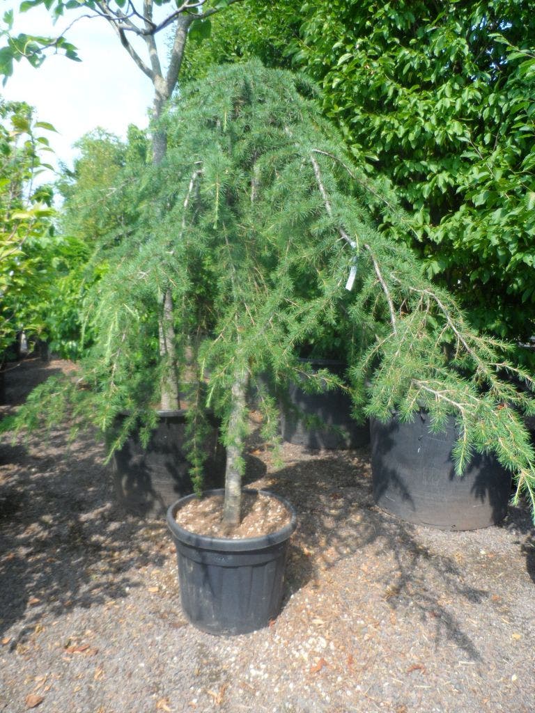  Treurceder (Cedrus Deodara 'Pendula')