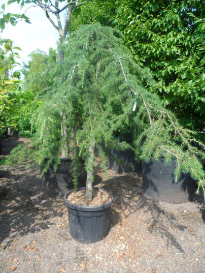 Treurceder (Cedrus Deodara 'Pendula')
