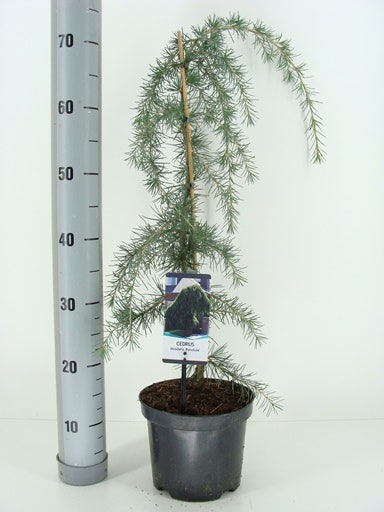  Treurceder (Cedrus Deodara 'Pendula')