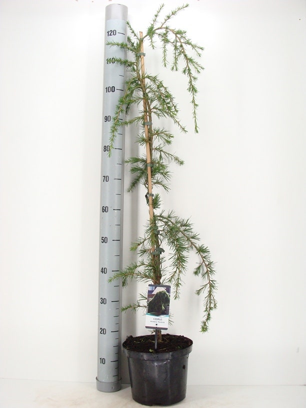  Treurceder (Cedrus Deodara 'Pendula')