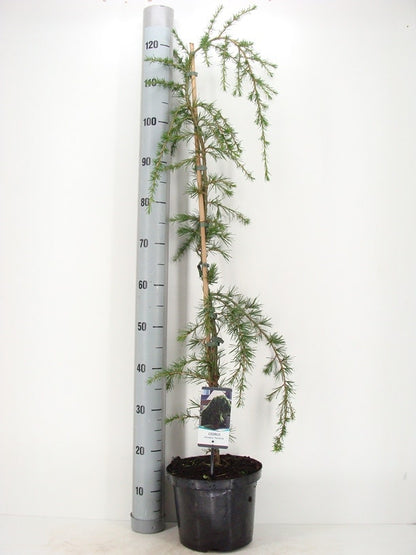  Treurceder (Cedrus Deodara 'Pendula')