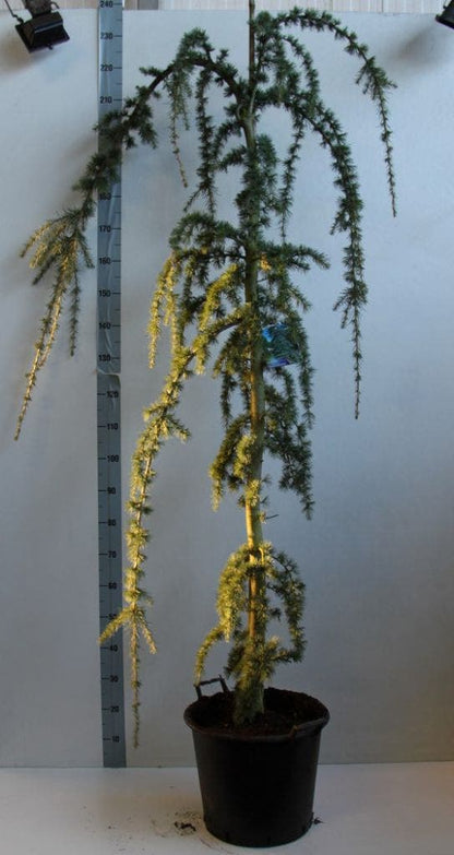  Treurceder Op Stam (Cedrus Libani 'Glauca Pendula')