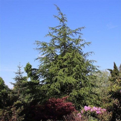  Libanonceder (Cedrus Libani)