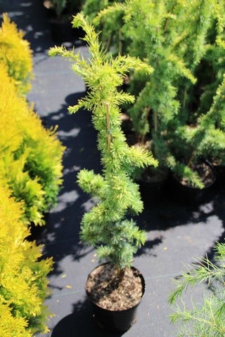  Atlasceder (Cedrus Libani 'Atlantica Aurea')