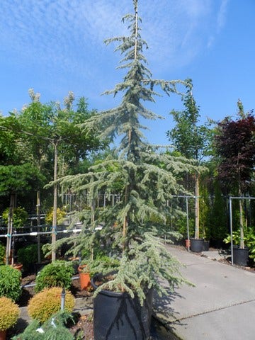  Atlasceder (Cedrus Libani 'Atlantica Aurea')