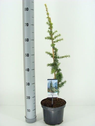  Atlasceder (Cedrus Libani 'Atlantica Aurea')