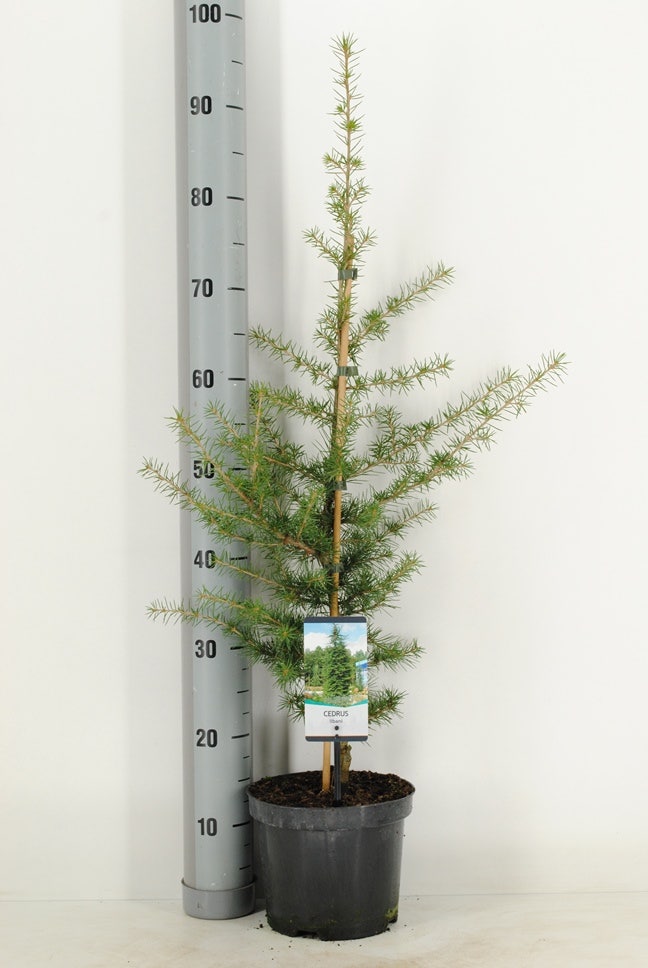  Libanonceder (Cedrus Libani)