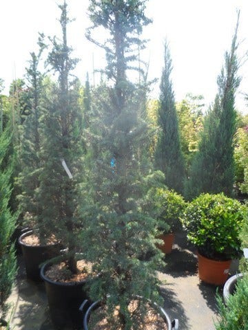  Zuilvormige Ceder (Cedrus Libani 'Fastigiata')